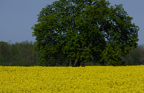 herrliche Landschaft Vorpommerns